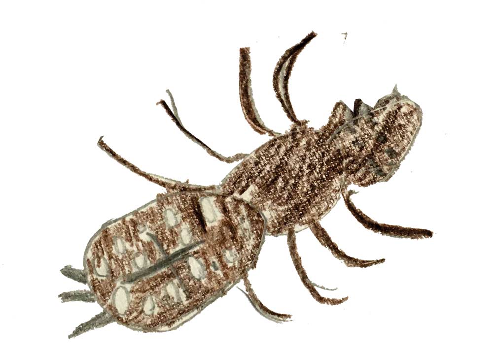 illu-5